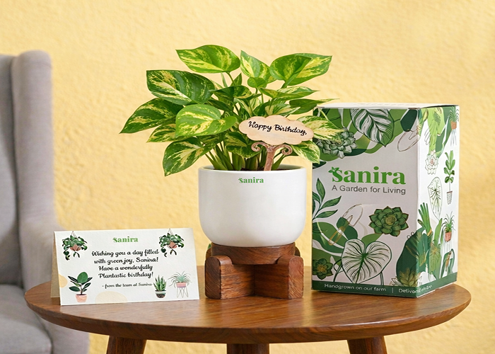 Money Plant- (Gift Hamper)